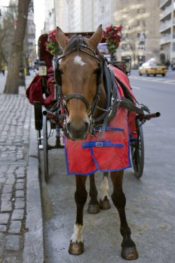 new York'ta ışık