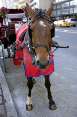 new York'ta ışık