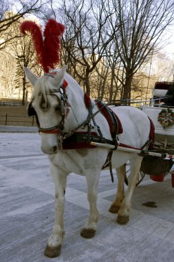 new York'ta ışık