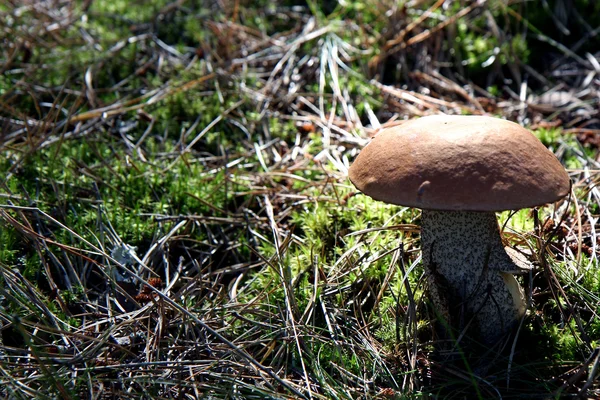 stock image A mushroom in the ground