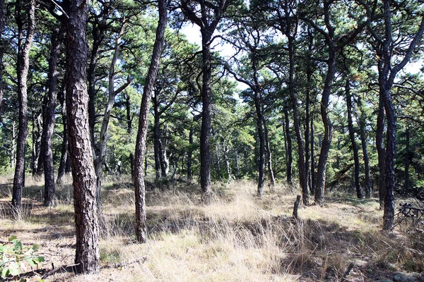 stock image Forest in summer