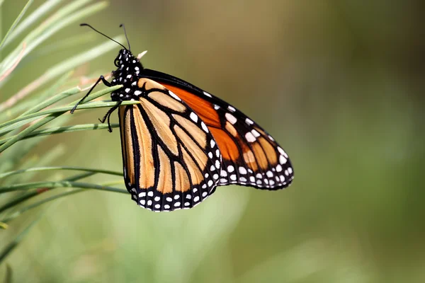 stock image Mushroom with butterfly