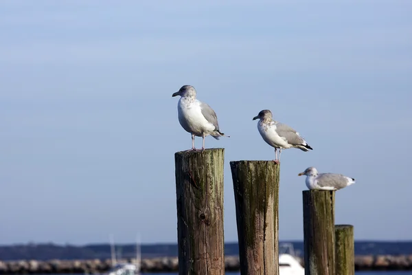 stock image Three seagulls