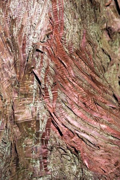 Красная кора — стоковое фото