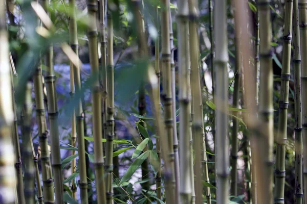 stock image Bamboo closeup