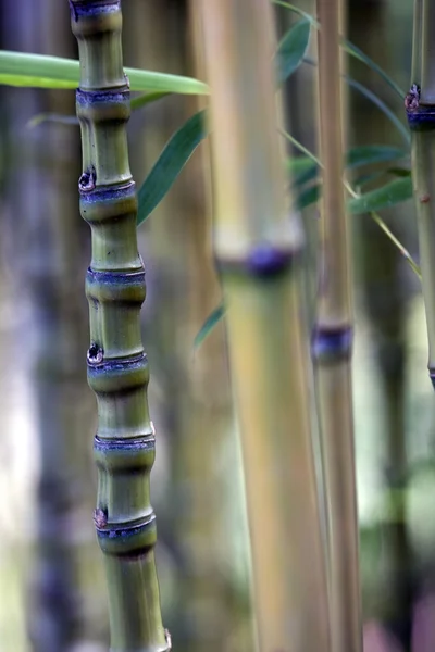 Fecho de bambu — Fotografia de Stock