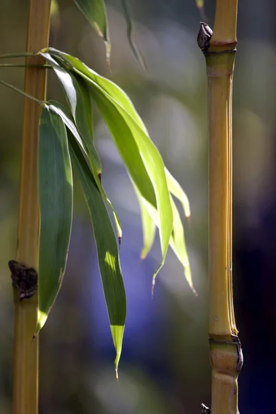 Stock image Bamboo closeup