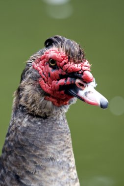 Wild Türkiye