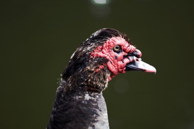 Wild Türkiye