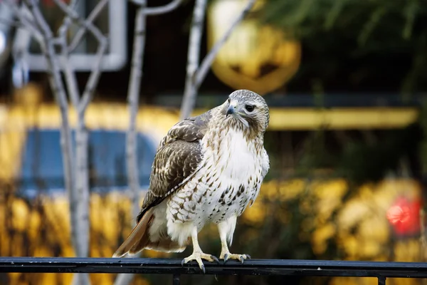 stock image Falcon in the city