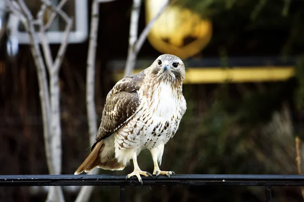 stock image Falcon in the city