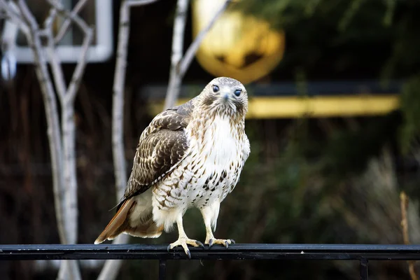 stock image Falcon in the city