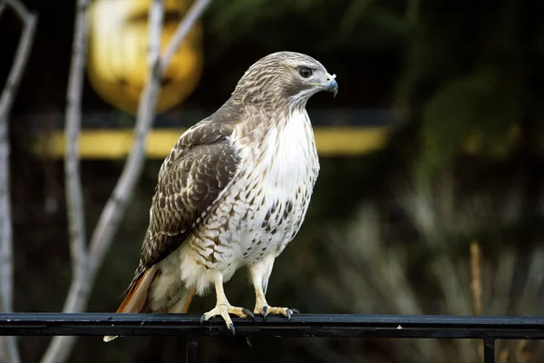 stock image Falcon in the city