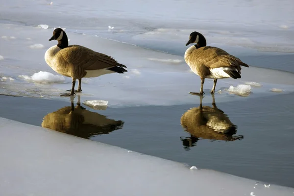 Ducks in pond — Stock Photo, Image