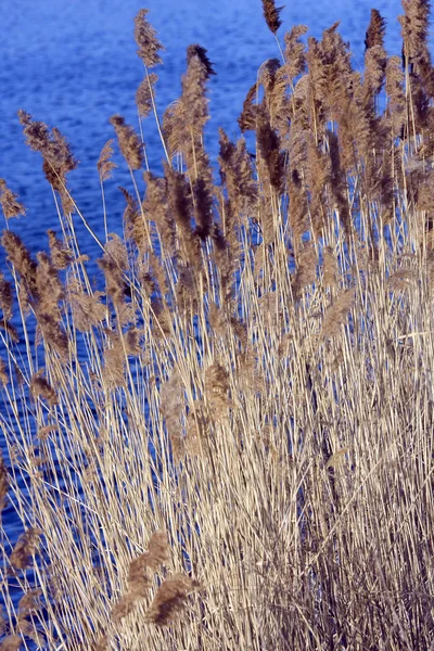 stock image Scirpus in a pond