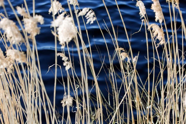 Scirpus em um lago — Fotografia de Stock