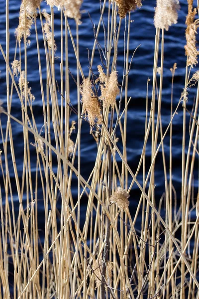 stock image Scirpus in a pond