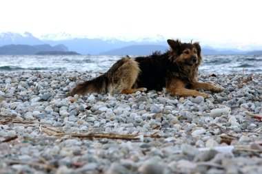 Köpek Gölü Plajı'nda