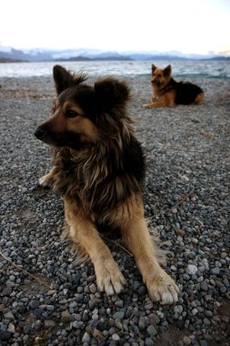 Köpek Gölü Plajı'nda