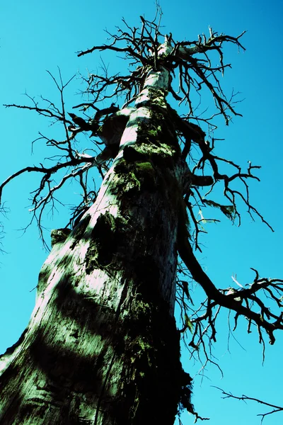 stock image Tree at Bariloche