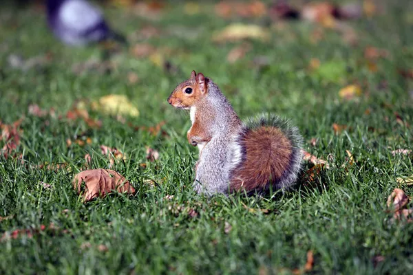 stock image Squirrel