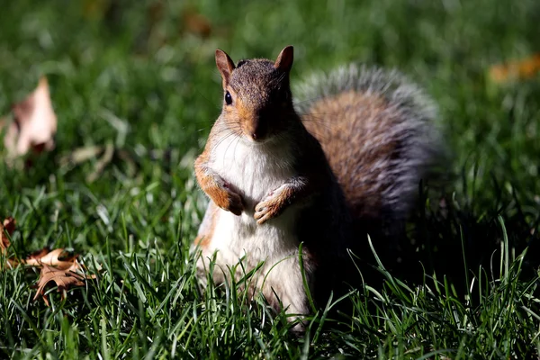 stock image Squirrel