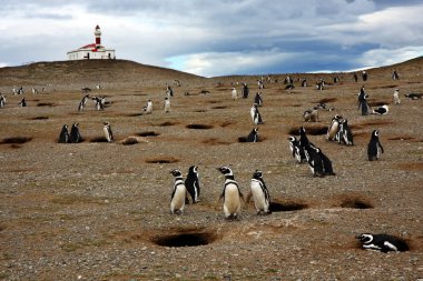 Macellan pengueni