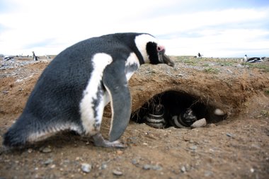 Macellan penguenleri bir adada