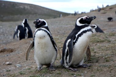 Magellan penguins on an island clipart
