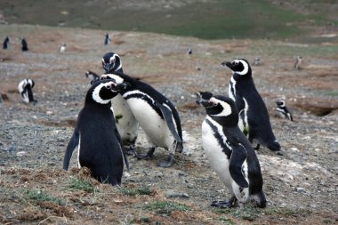 Macellan penguenleri bir adada