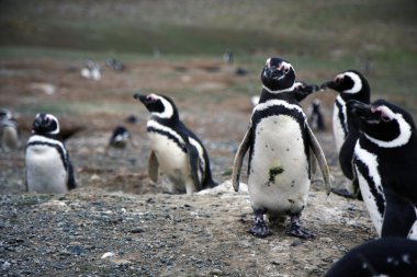 Macellan penguenleri bir adada