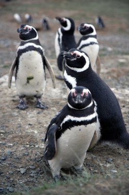 Macellan penguenleri bir adada