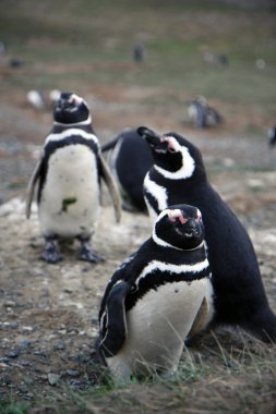 Macellan penguenleri bir adada