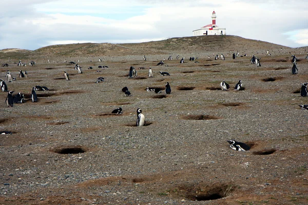Magellan pinguïn — Stockfoto