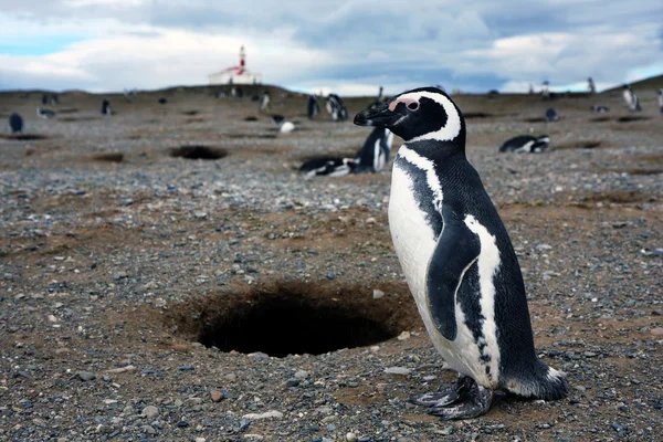 Pingwiny Magellana na wyspie — Zdjęcie stockowe