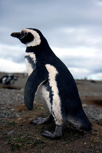 Magellan pinguïns op een eiland — Stockfoto