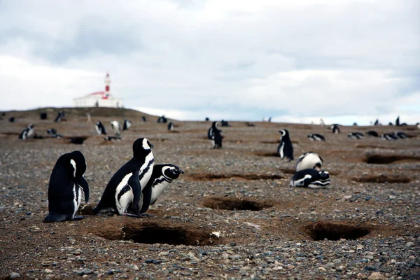 Magellan pinguïn — Stockfoto