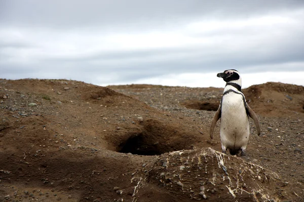 Pingouins de Magellan sur une île — Photo