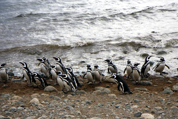 Magellan penguins on an island — Stock Photo, Image