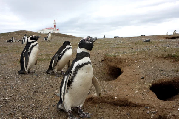 Pingouin de Magellan — Photo