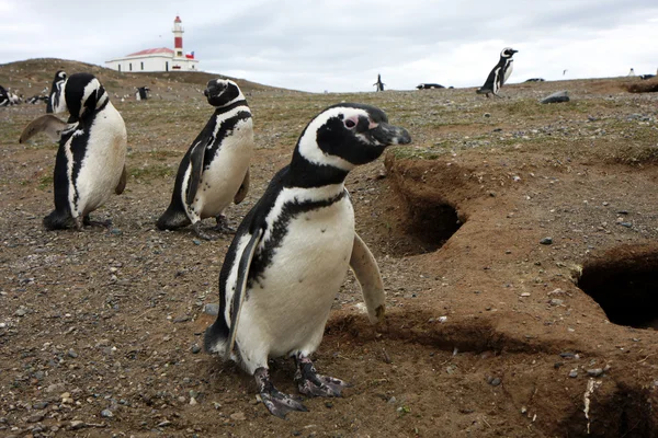 Pingwin magellana — Zdjęcie stockowe