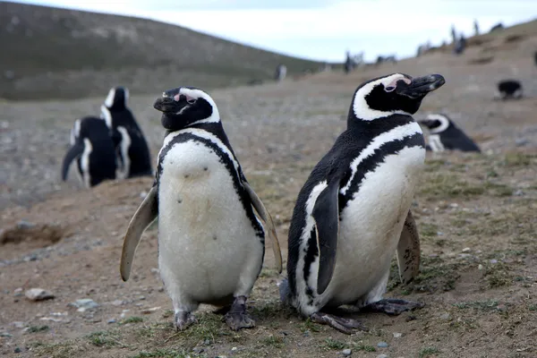 Macellan penguenleri bir adada
