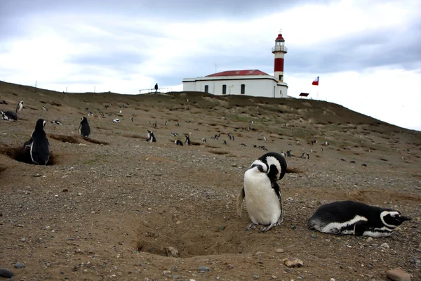 Magellan pingvin — Stockfoto
