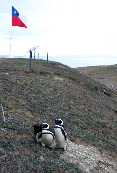 Magellan pingviner på en ö — Stockfoto