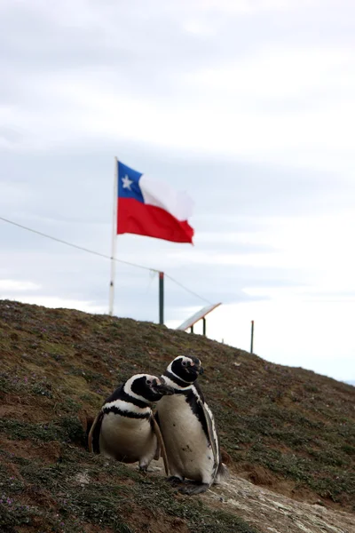 stock image Magellan penguins on an island