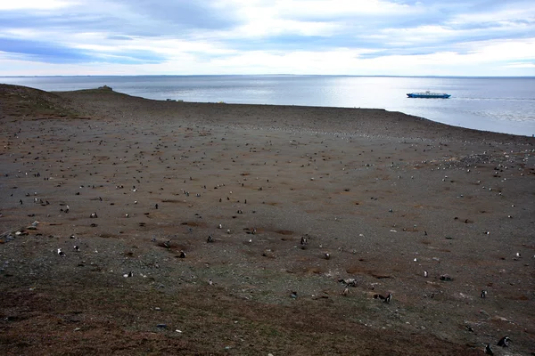Магелланские пингвины на острове — стоковое фото