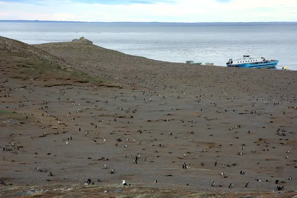 stock image Magellan penguins on an island