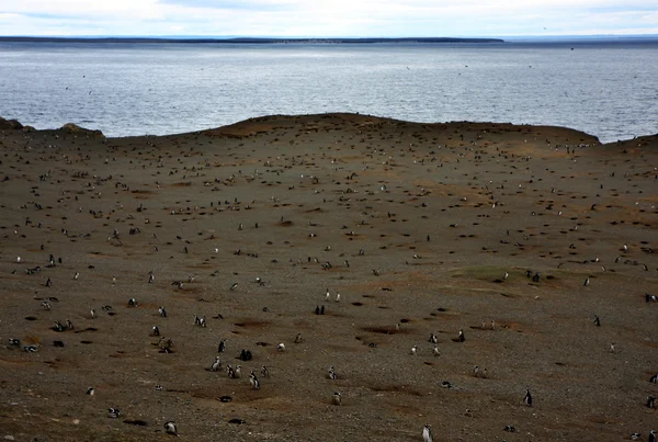 Pingüinos de Magallanes en una isla — Foto de Stock