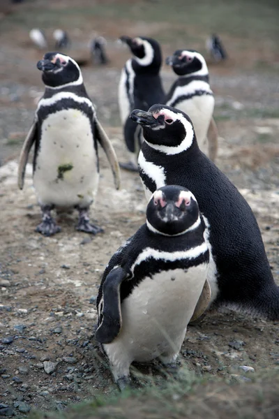 stock image Magellan penguins on an island