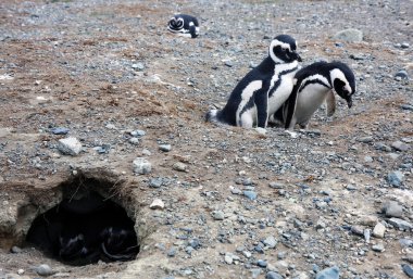 Macellan penguenleri bir adada